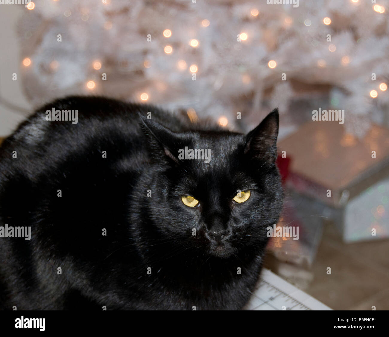 Chat noir en face de l'arbre de Noël blanc Banque D'Images