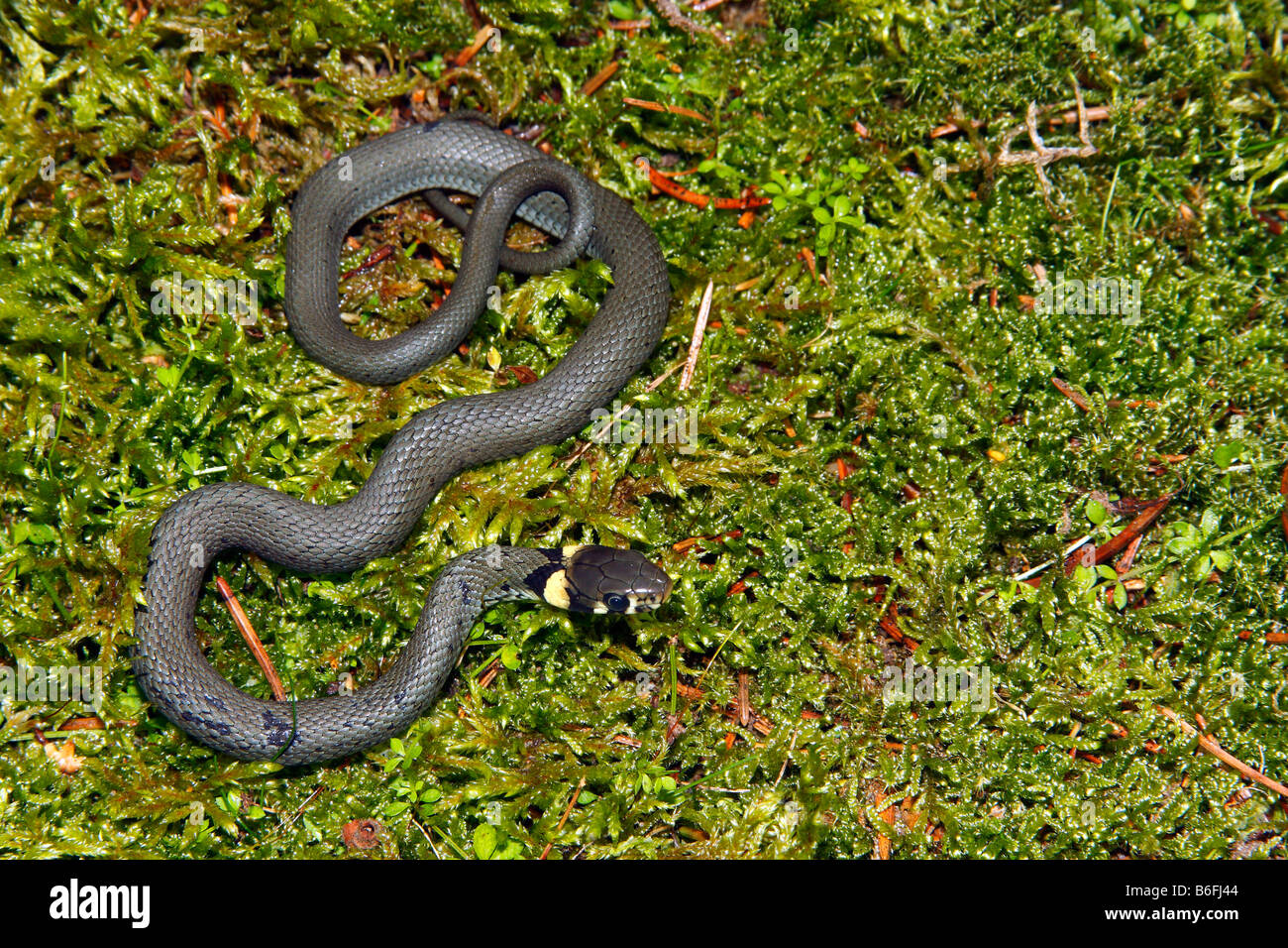 Couleuvre À Collier Banque d'image et photos Alamy — free download
