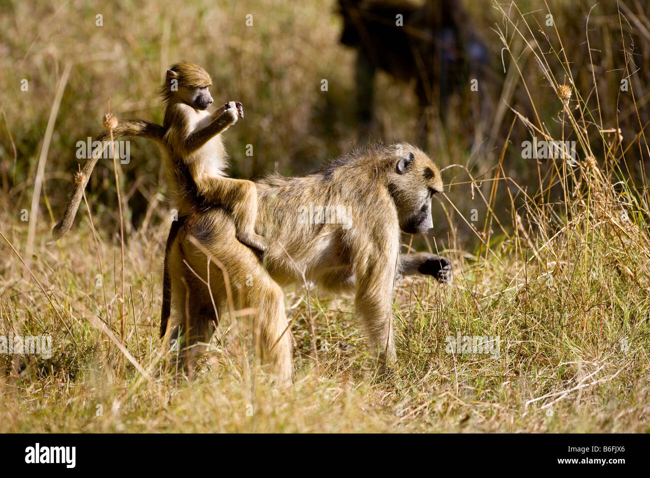 Jeune babouin (Papio) mères sur son dos, Okavango Delta, Botswana, Africa Banque D'Images