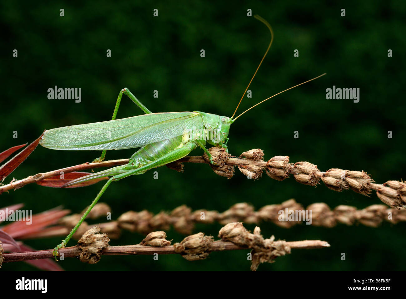 Bush Vert Tettigonia viridissima (Cricket) Banque D'Images