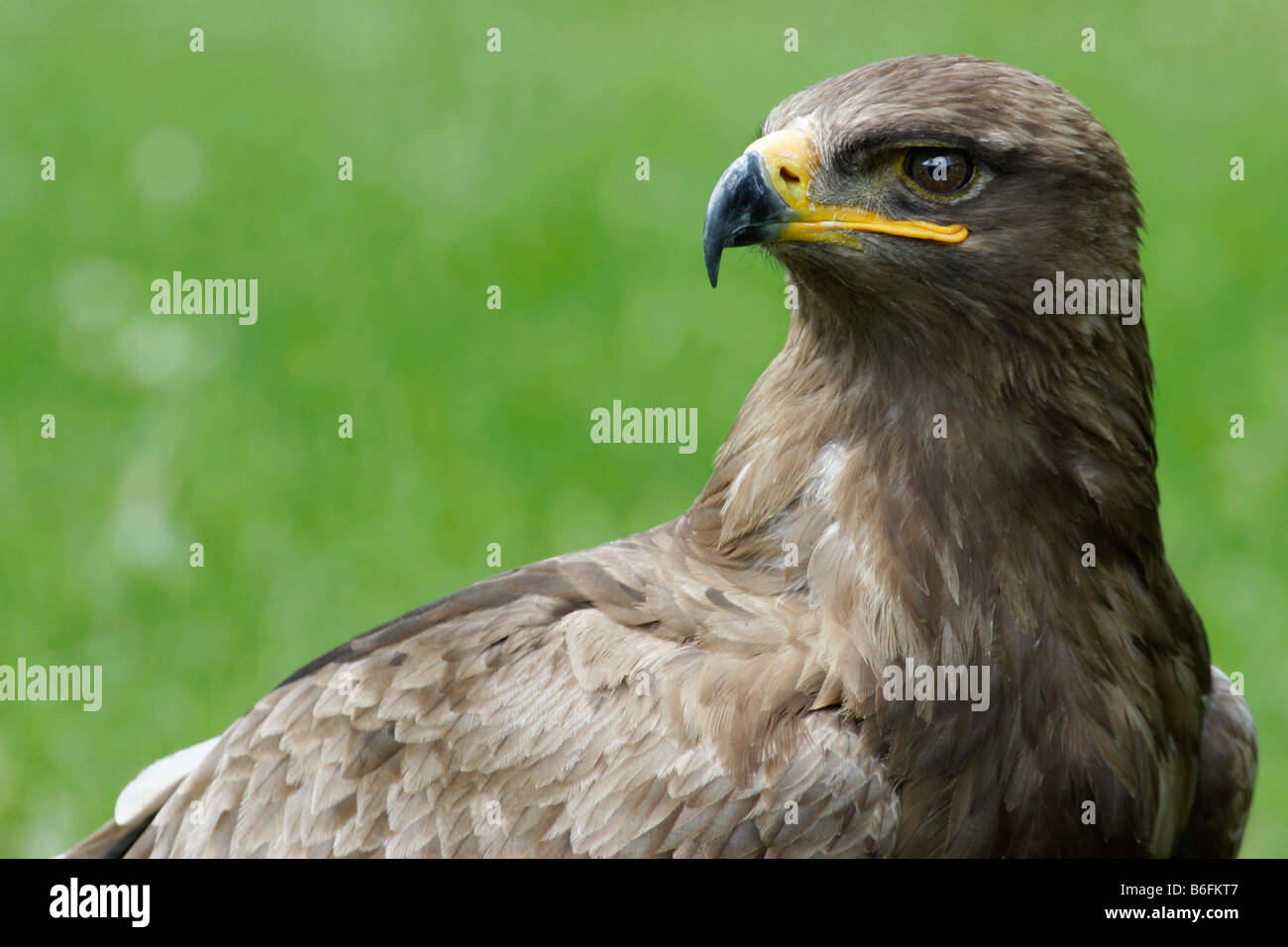 L'aigle des steppes (Aquila nipalensis) Banque D'Images