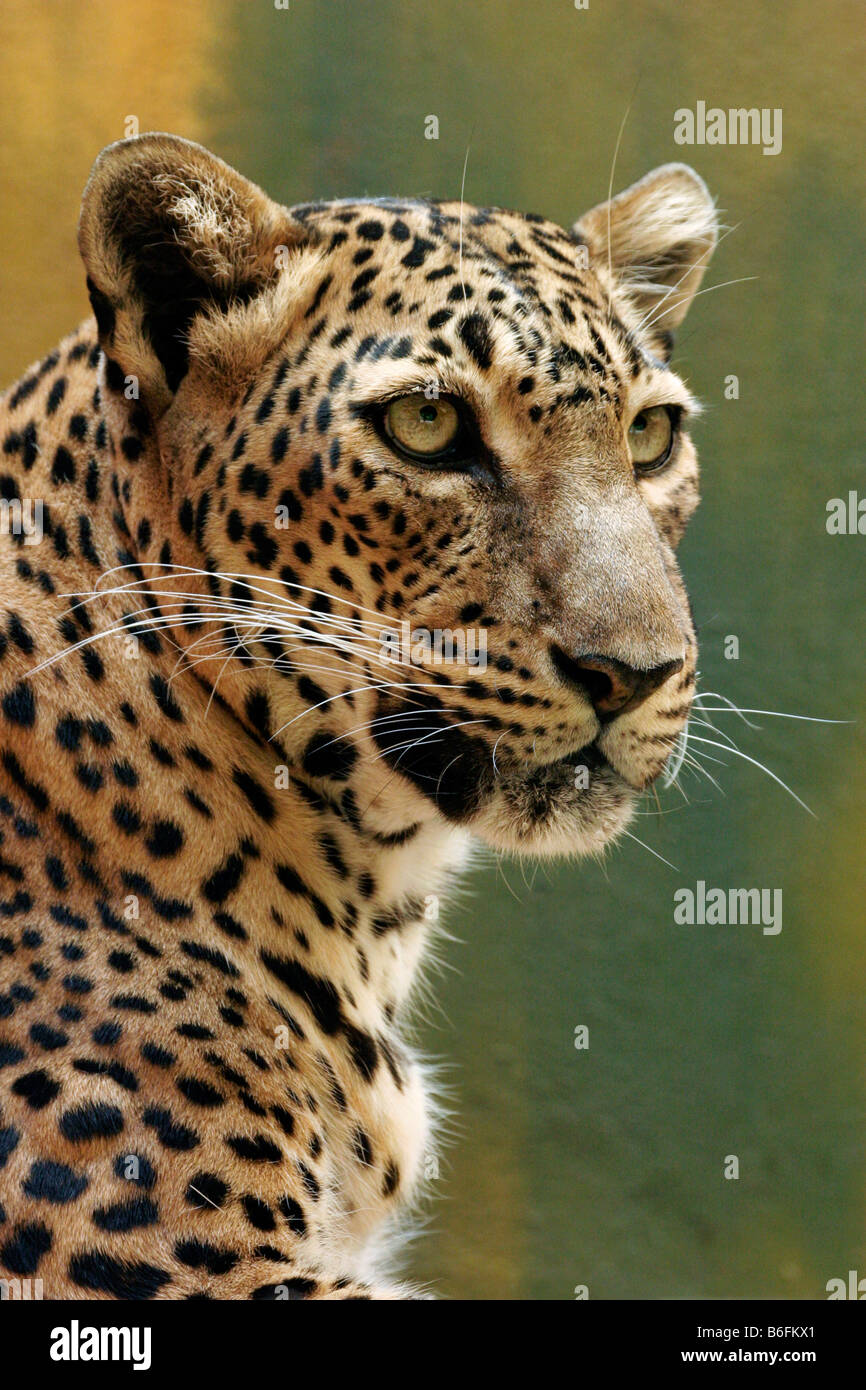 Sri Lanka Leopard (Panthera pardus kotiya) Banque D'Images