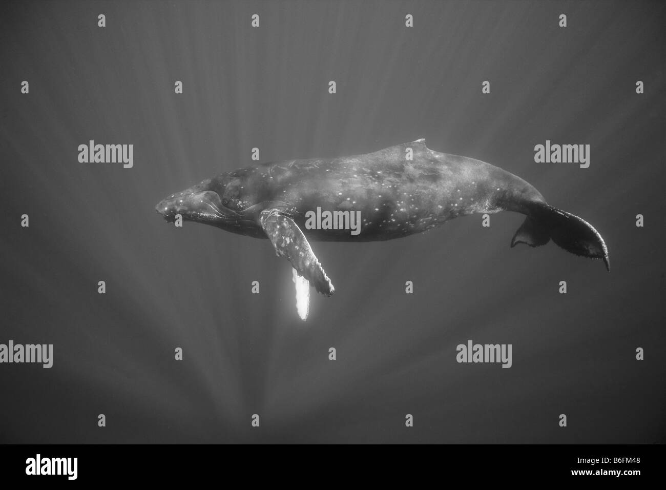 États-unis Hawaii Big Island sous-vue de baleine à bosse Megaptera novaengliae nager dans l'Océan Pacifique Banque D'Images