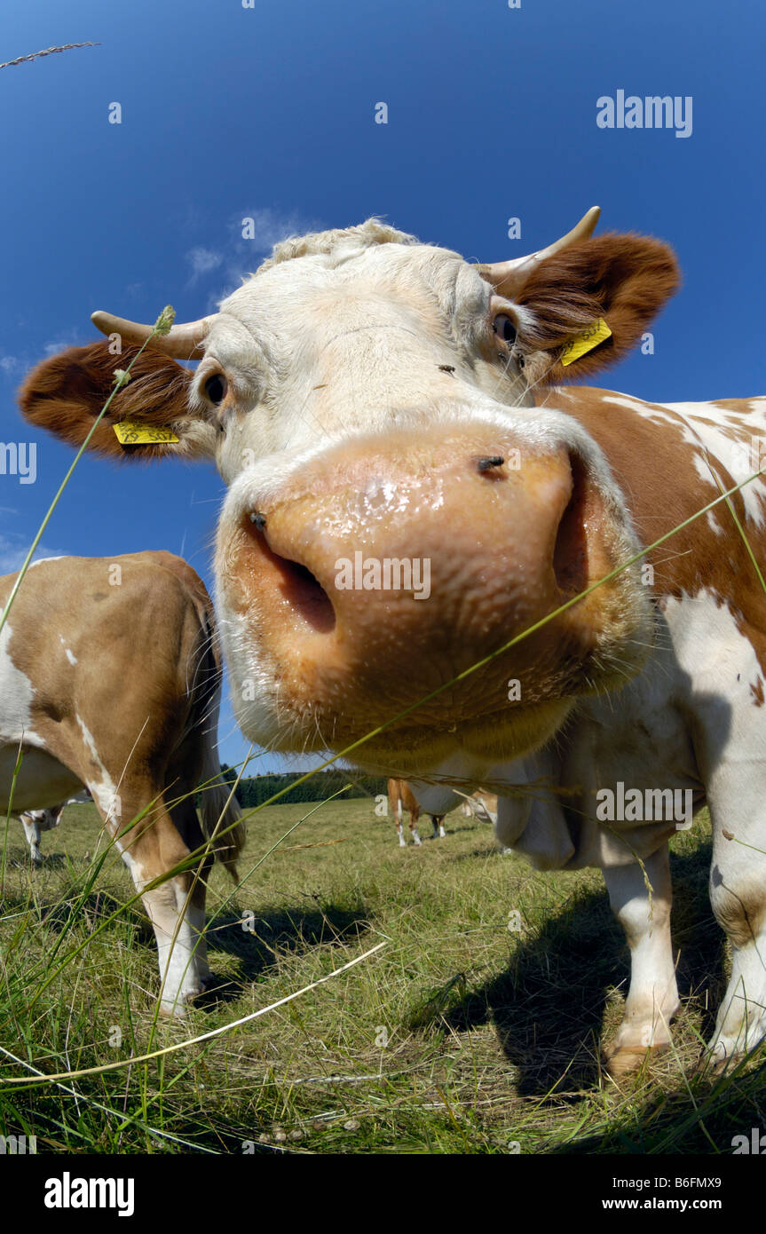 Vaches dans un pâturage, à la vache dans l'appareil photo, grand angle de vue, Upper Bavaria, Germany, Europe Banque D'Images Vaches dans un pâturage, à la vache dans l'appareil photo, grand angle de vue, Upper Bavaria, Germany, Europe Banque D'Images