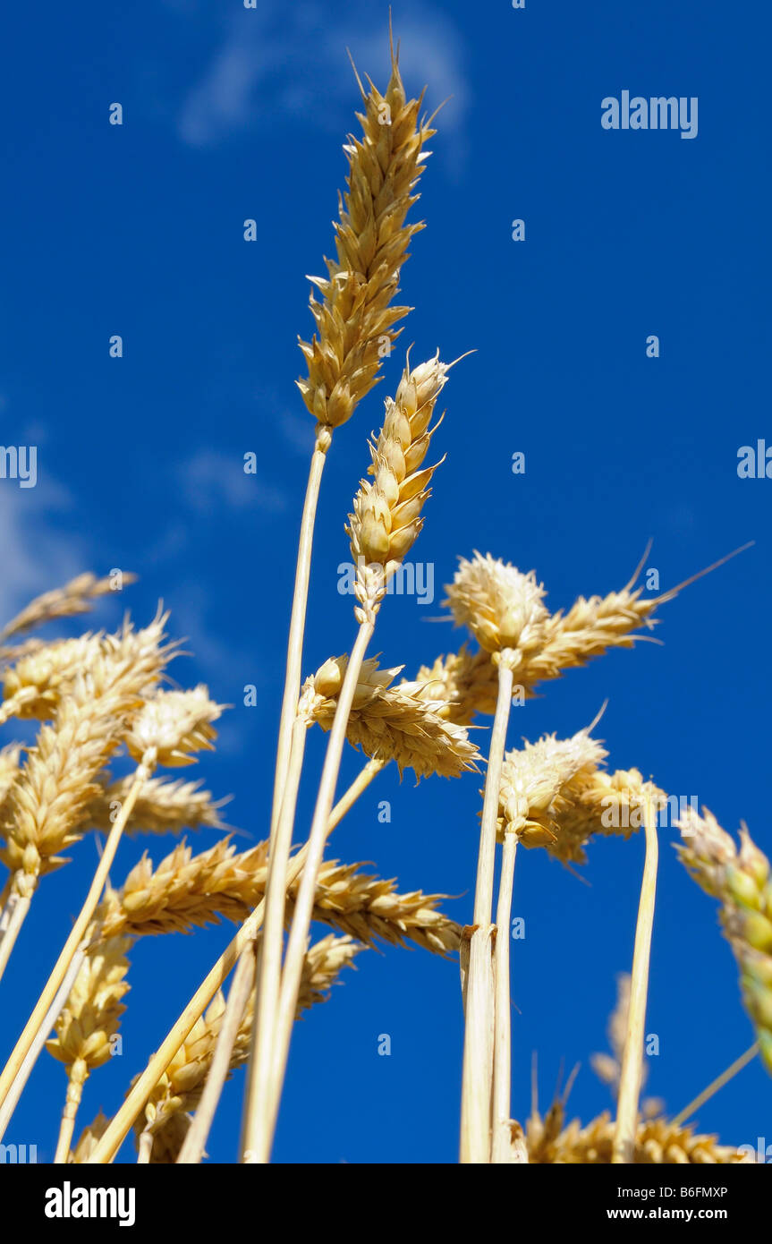 Ripe wheat (Triticum aestivum), les épis de blé et de ciel bleu, la Haute-Bavière, Bavaria, Germany, Europe Banque D'Images