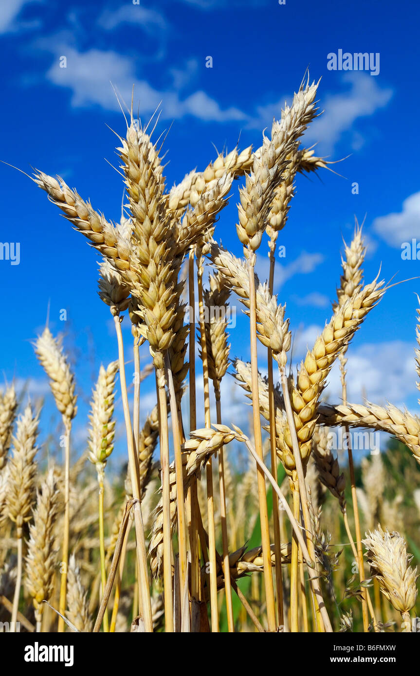 Ripe wheat (Triticum aestivum), les épis de blé et de ciel bleu, la Haute-Bavière, Bavaria, Germany, Europe Banque D'Images