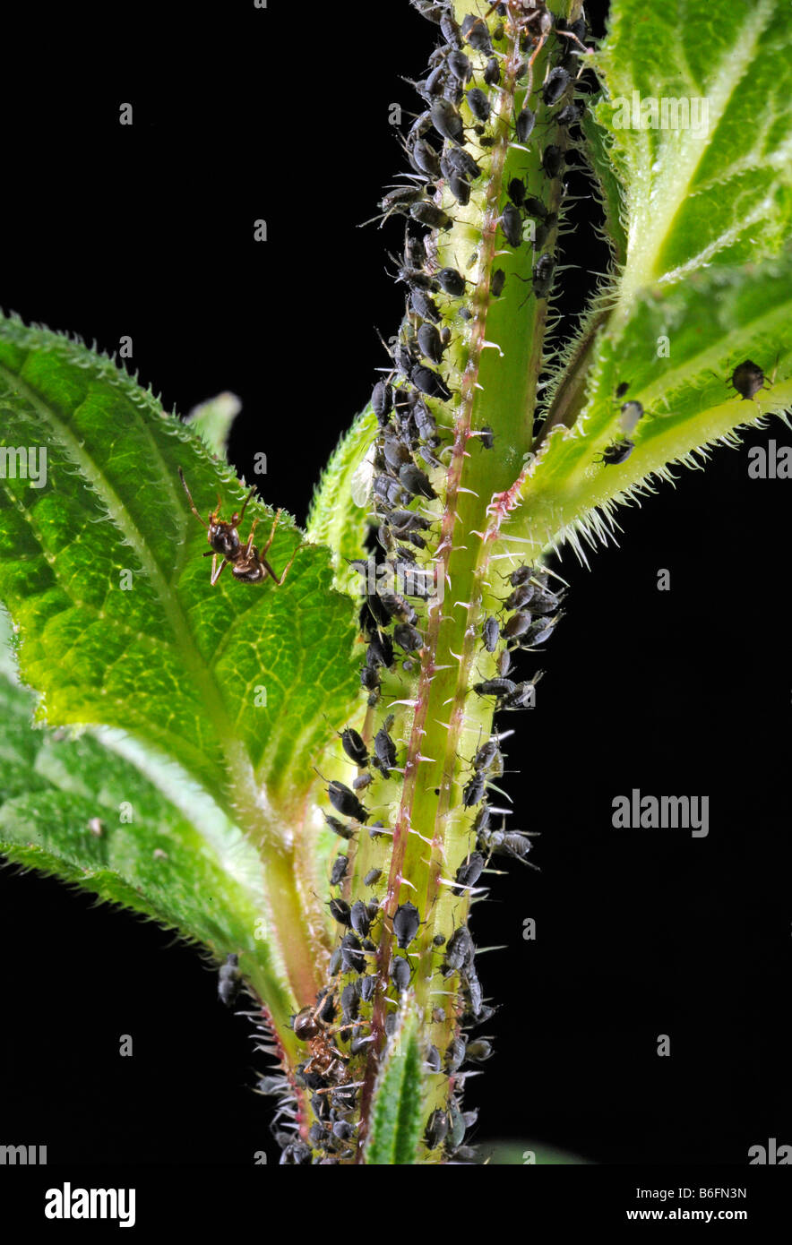 Les pucerons ou les pucerons (Aphidoidea) être exploités par les fourmis (Formidicae) Banque D'Images