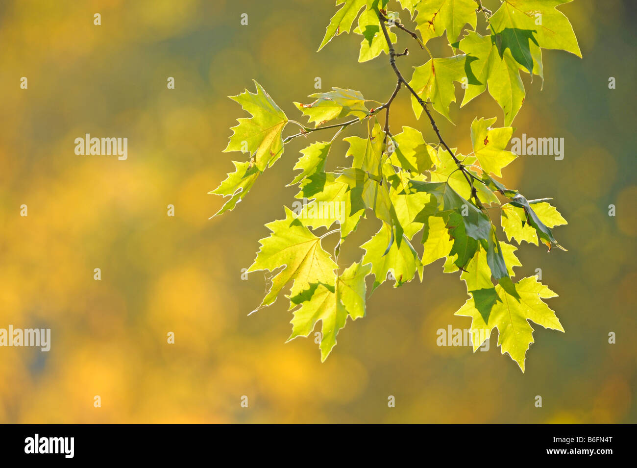 Branche, feuilles, feuillage Banque D'Images