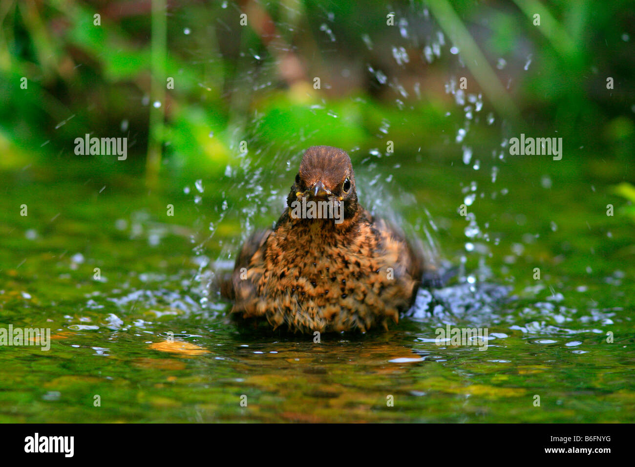Blackbird (Turdus merula) se baignant dans un ruisseau Banque D'Images