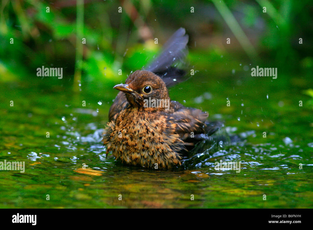 Blackbird (Turdus merula) se baignant dans un ruisseau Banque D'Images