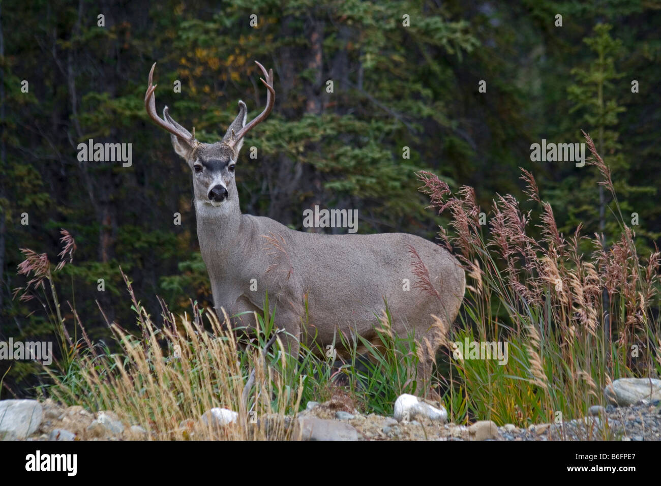 Buck le cerf mulet (Odocoileus hemionus), route du Klondike Sud, Territoire du Yukon, Canada, Amérique du Nord Banque D'Images