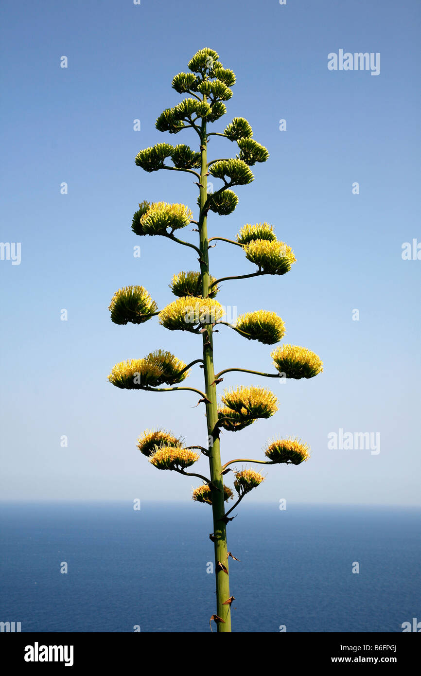Fleurs d'un agave Agave (floraison) Banque D'Images