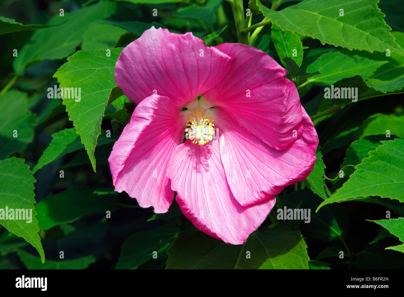 La mauve rose des marais (Hibiscus moscheutos) Banque D'Images