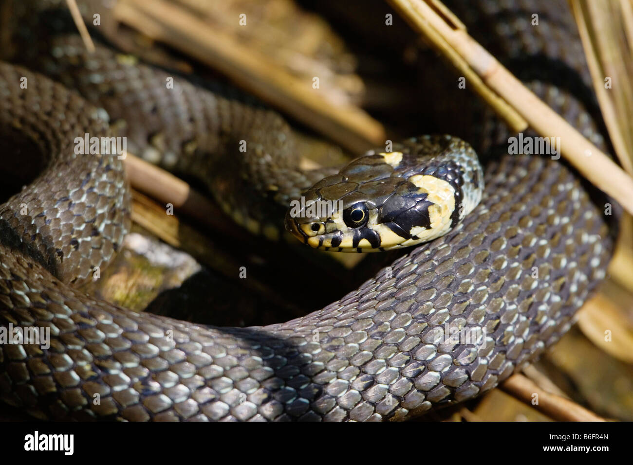 Serpent annelé ou Couleuvre à collier (Natrix natrix) soleil, Bavaria, Germany, Europe Banque D'Images