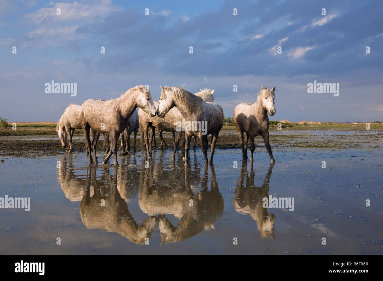 Chevaux blancs sur la plage au coucher du soleil, Camargue, France, Europe Banque D'Images