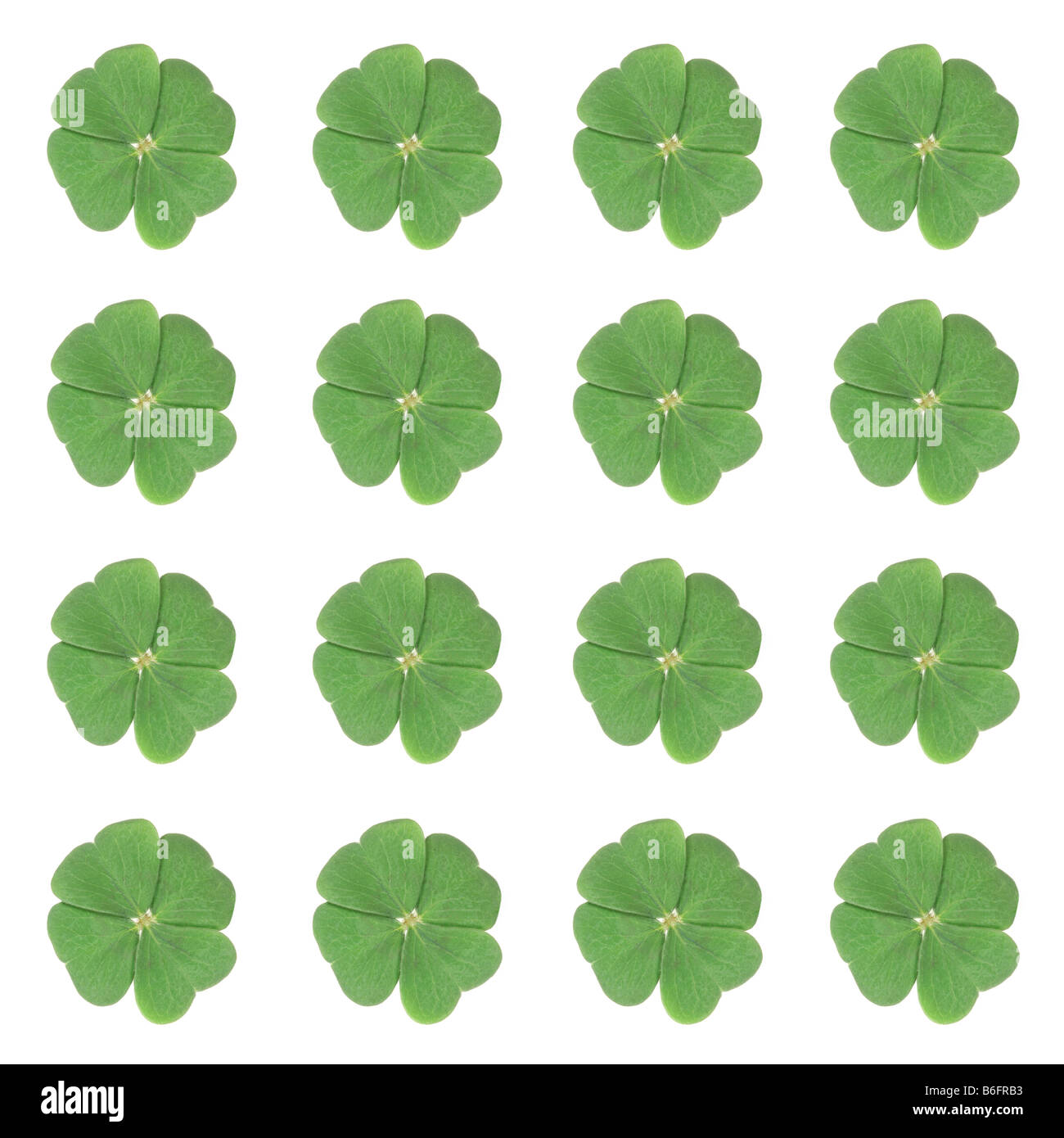 16 trèfles à quatre feuilles-symétriques Banque D'Images