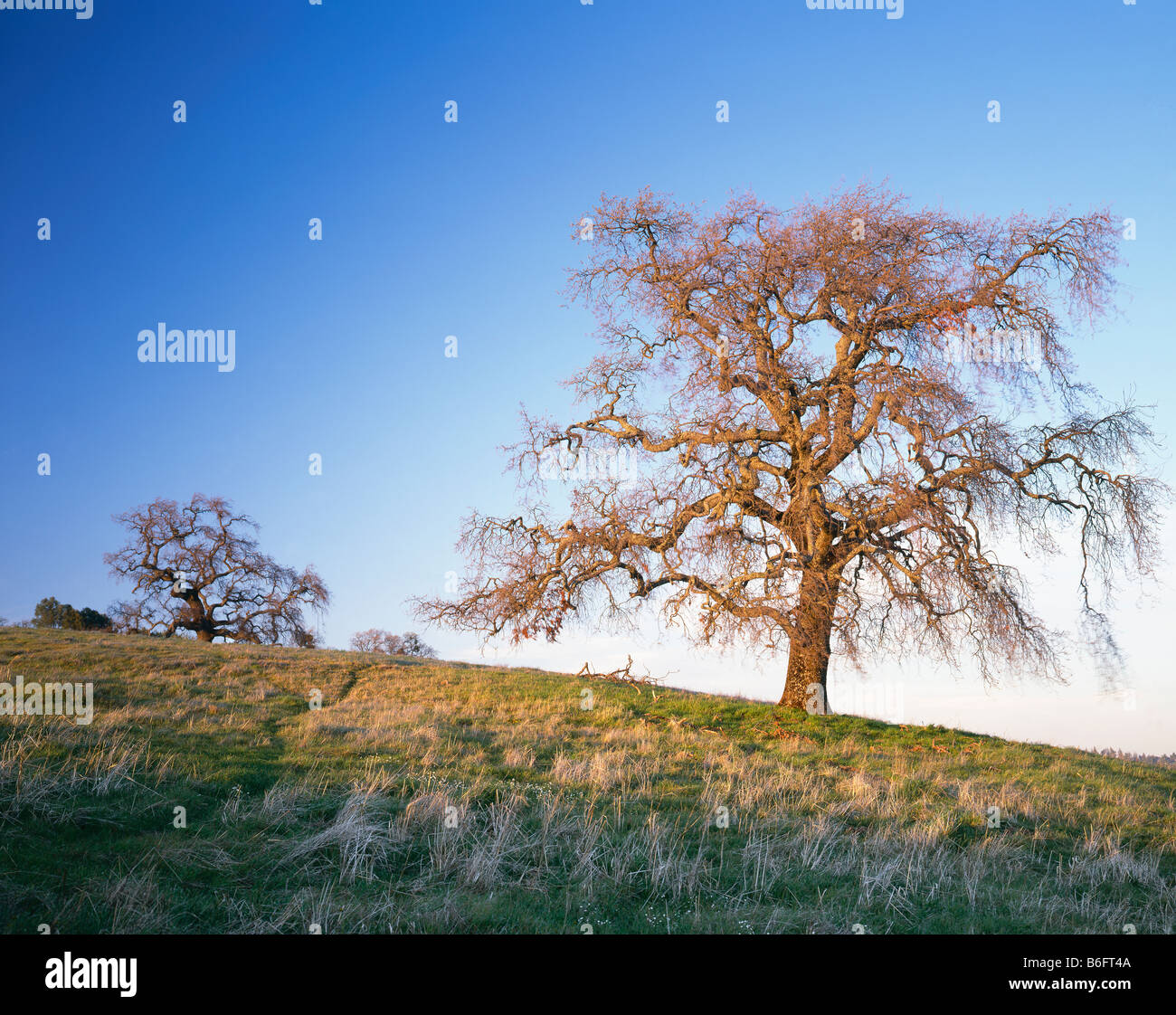 Californie - Vallée de chênes, Quercus lobata, croissant sur les collines couvertes d'herbe dans Henry W Coe State Park. Banque D'Images