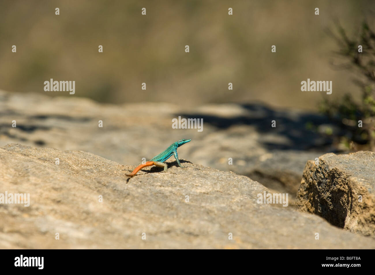 Sekukhune la faune africaine sauvage lézard plat famille Cordylidae très rares trouvés seulement dans une petite région en Afrique du Sud le blyde Banque D'Images Sekukhune la faune africaine sauvage lézard plat famille Cordylidae très rares trouvés seulement dans une petite région en Afrique du Sud le blyde Banque D'Images