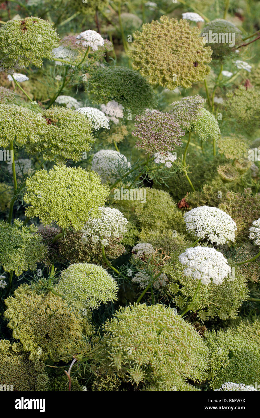 PIMPINELLA anisum Anis Banque D'Images