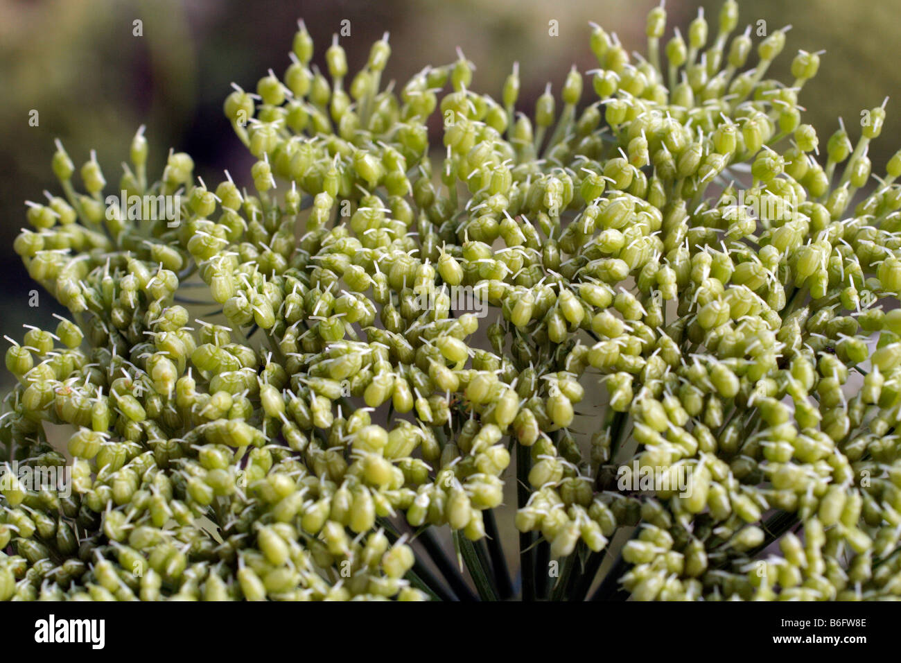 PIMPINELLA anisum Anis Banque D'Images