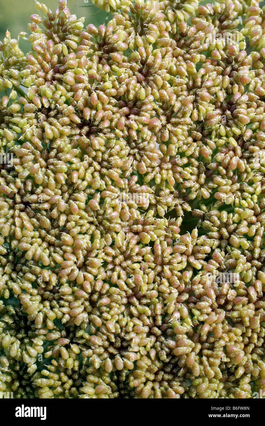 PIMPINELLA anisum Anis Banque D'Images