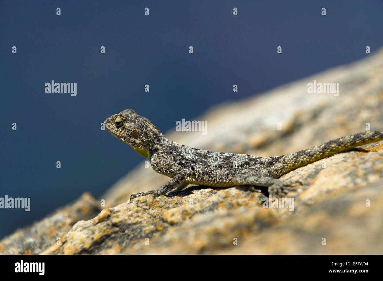 La faune africaine sauvage lézard Agama Afrique sauvage de la faune de l'Afrique du Sud en Afrique du Sud Blyde River Canyon Blyde région Banque D'Images La faune africaine sauvage lézard Agama Afrique sauvage de la faune de l'Afrique du Sud en Afrique du Sud Blyde River Canyon Blyde région Banque D'Images