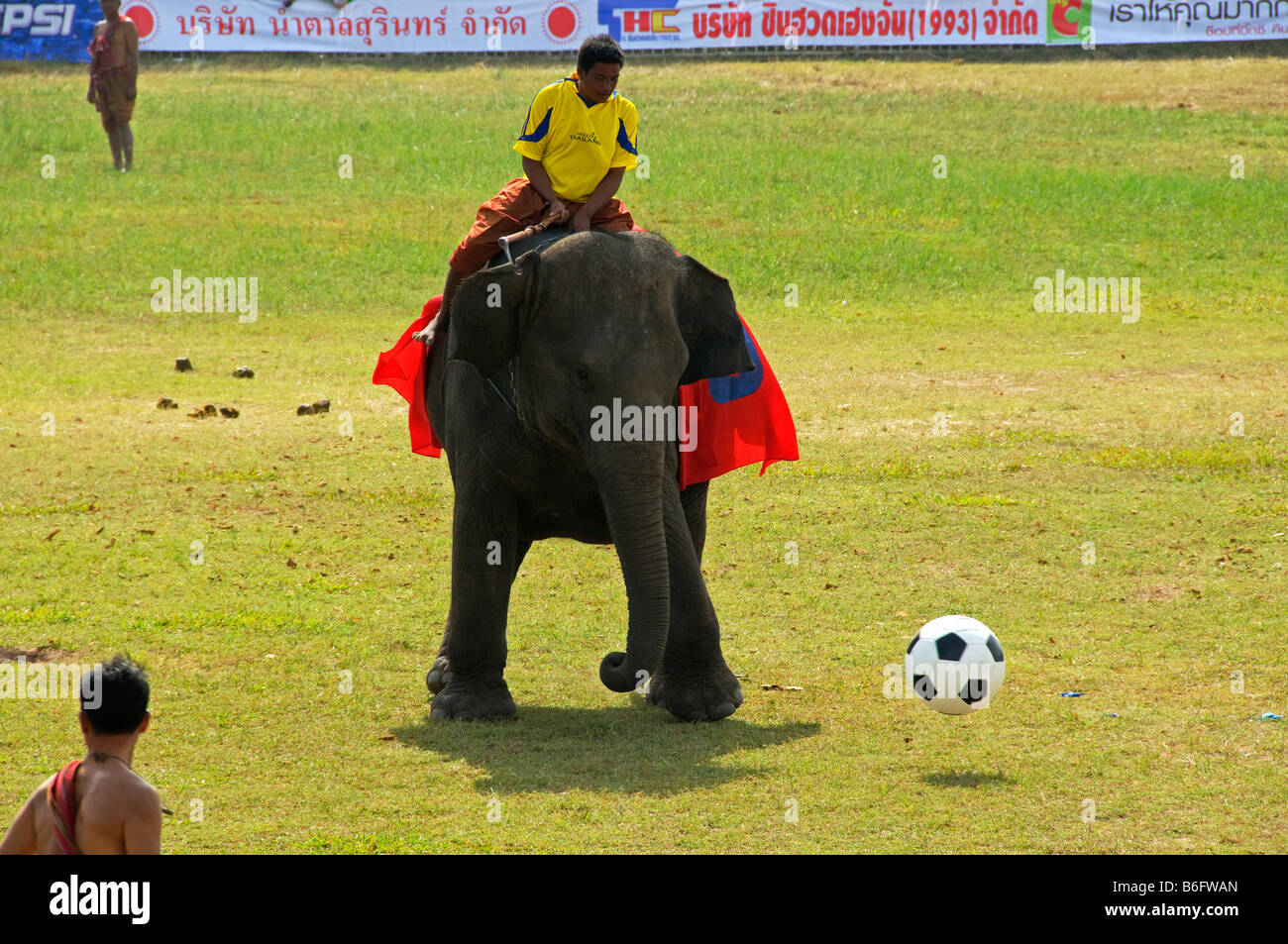 Elephant jouant au football à l'éléphant en Thaïlande Roundup Surin Banque D'Images