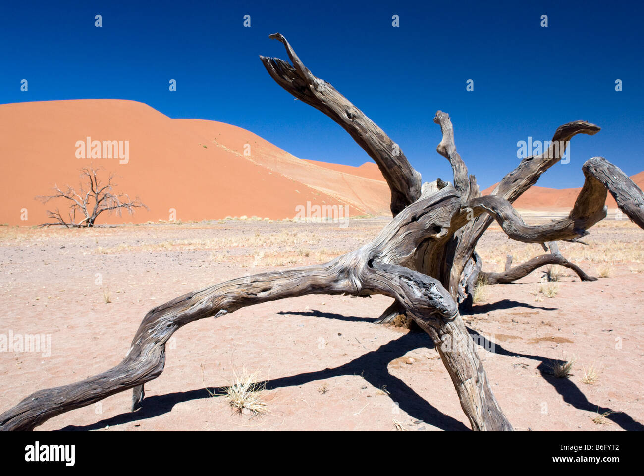 Une souche d'arbre en face des dunes dans le Parc National Namib Naukluft Sesriem, Namibie, Banque D'Images