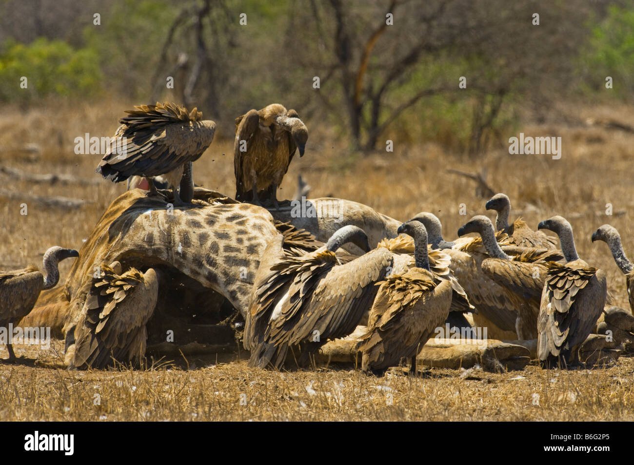 De nombreux sauvages de la faune beaucoup beaucoup de vautours charognards vautours manger au sud-Afrika afrique du sud alimentation alimentation alimentation girafe scavenger Banque D'Images De nombreux sauvages de la faune beaucoup beaucoup de vautours charognards vautours manger au sud-Afrika afrique du sud alimentation alimentation alimentation girafe scavenger Banque D'Images