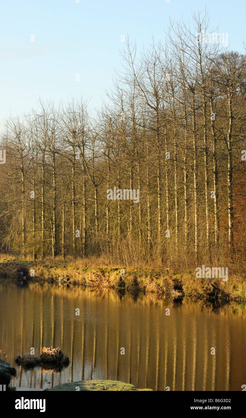 Vue d'hiver des arbres se reflétant dans la rivière Ribble à Clitheroe Banque D'Images