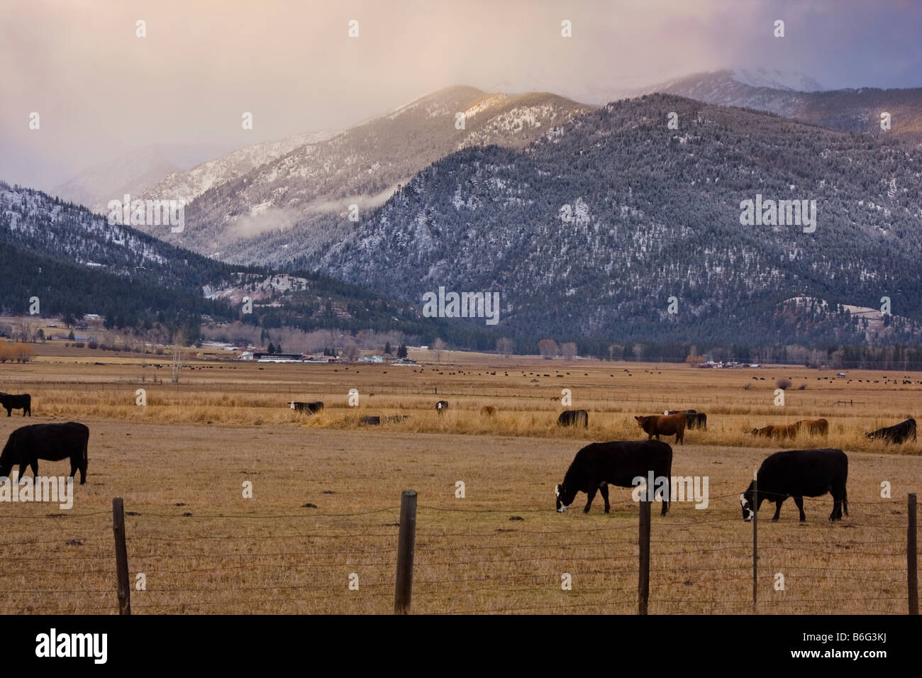 Le pâturage du bétail dans un ranch dans la Bitterroot Mountains près de Stevensville, Montana Banque D'Images Le pâturage du bétail dans un ranch dans la Bitterroot Mountains près de Stevensville, Montana Banque D'Images