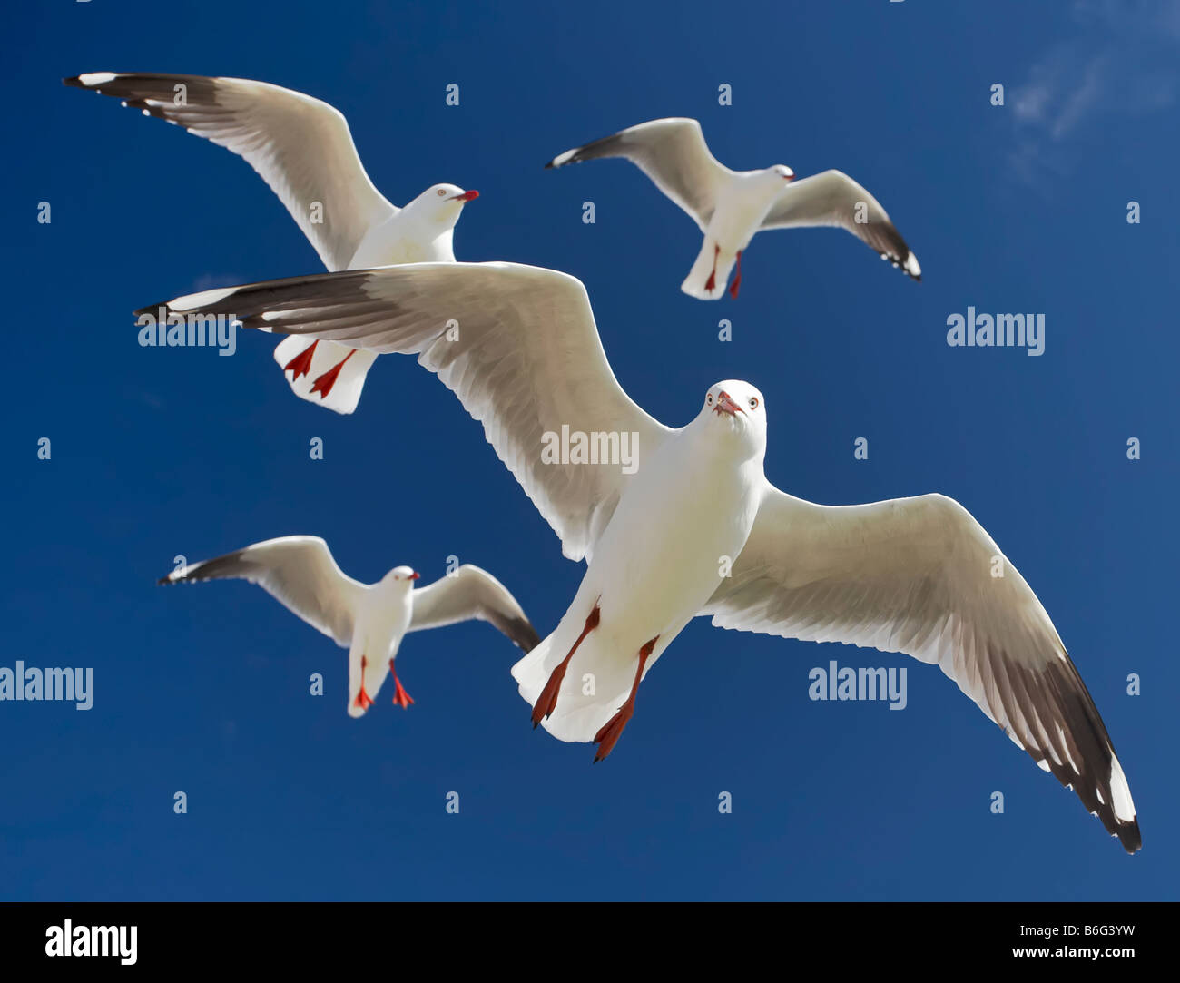 mouettes Banque D'Images