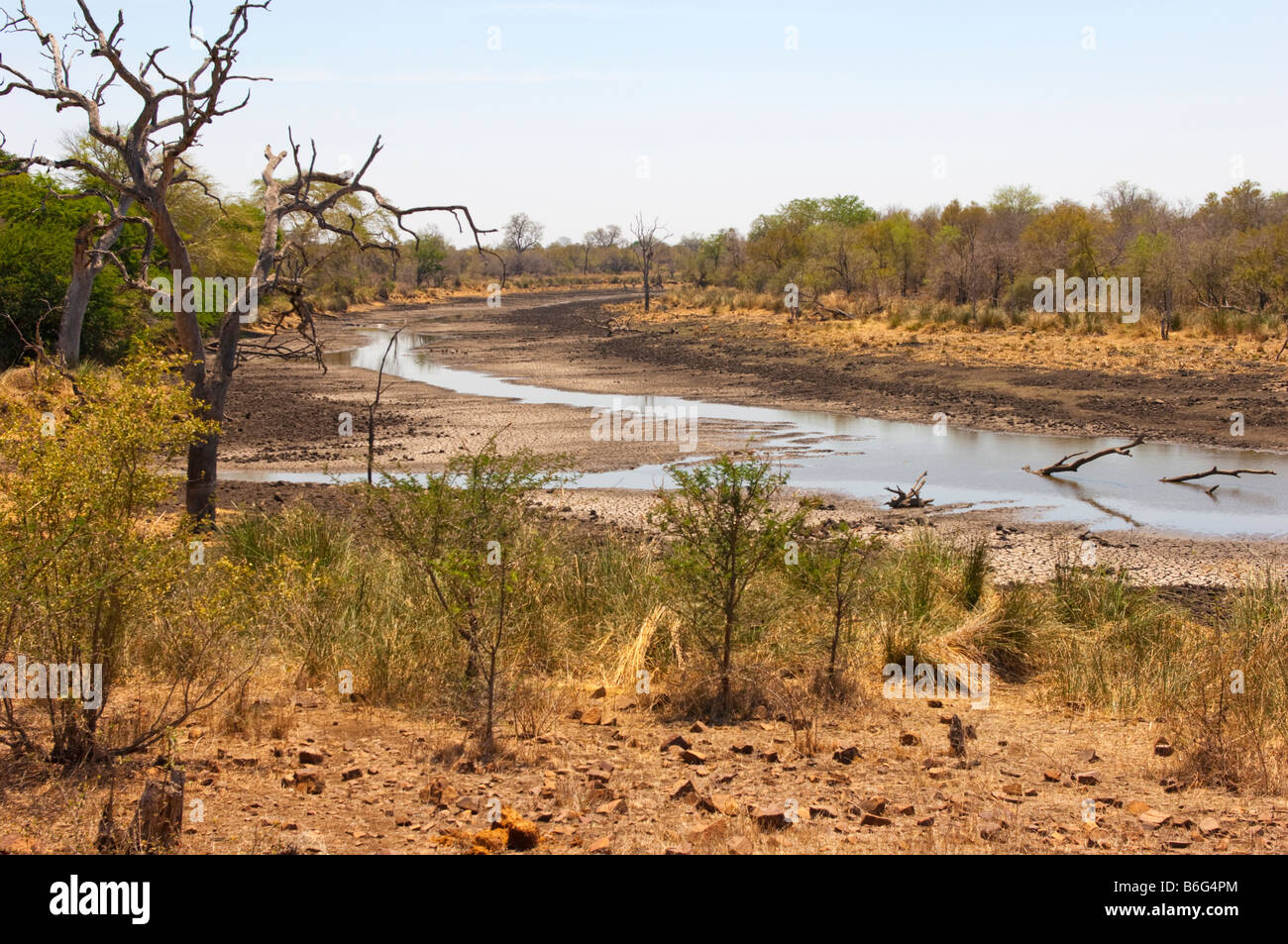 Magnifique superbe-Afrique du Sud Bush Bush acacia arbres paysage waterhole eau ACACIATREE bushland bush sauvage sauvage knob Banque D'Images