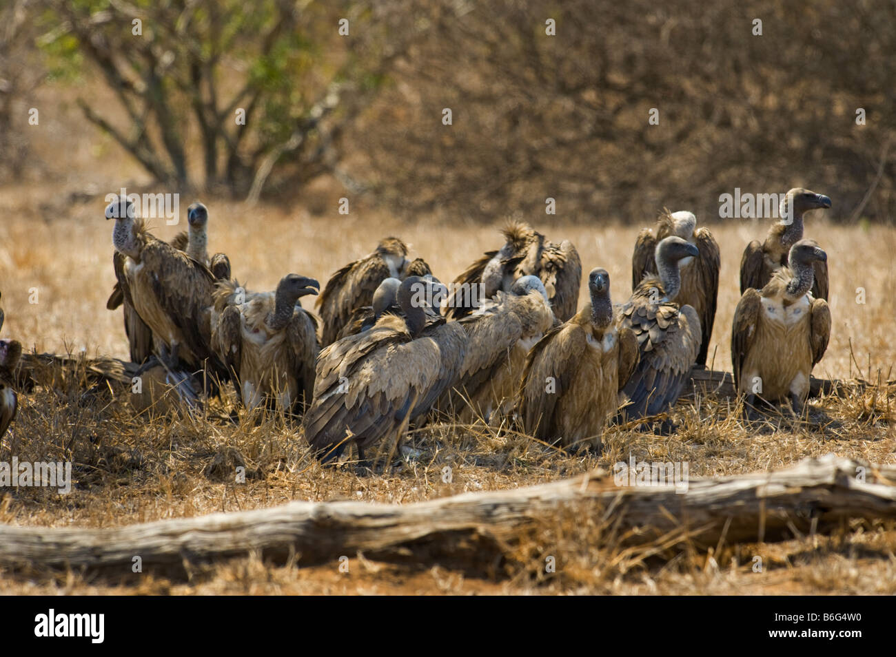 De nombreux sauvages de la faune beaucoup beaucoup de vautours charognards vautours manger au sud-Afrika afrique du sud à l'ombre d'attente attente scavenger Banque D'Images De nombreux sauvages de la faune beaucoup beaucoup de vautours charognards vautours manger au sud-Afrika afrique du sud à l'ombre d'attente attente scavenger Banque D'Images