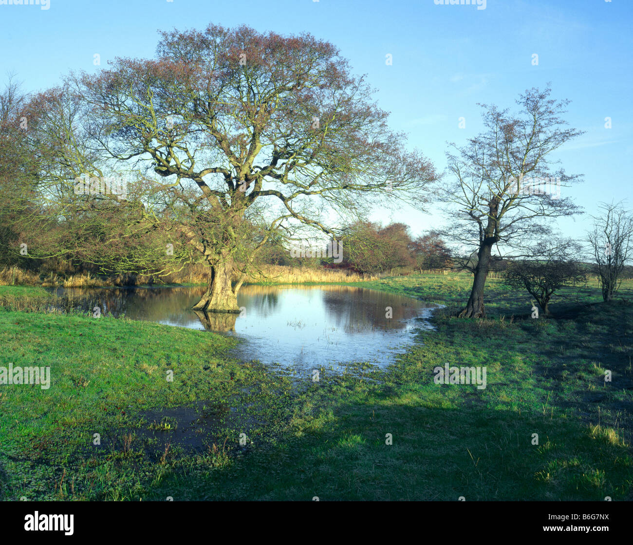 D'aulnes (Alnus glutinosa) sur les pâturages inondés par la rivière Bain dans le Lincolnshire Wolds Banque D'Images