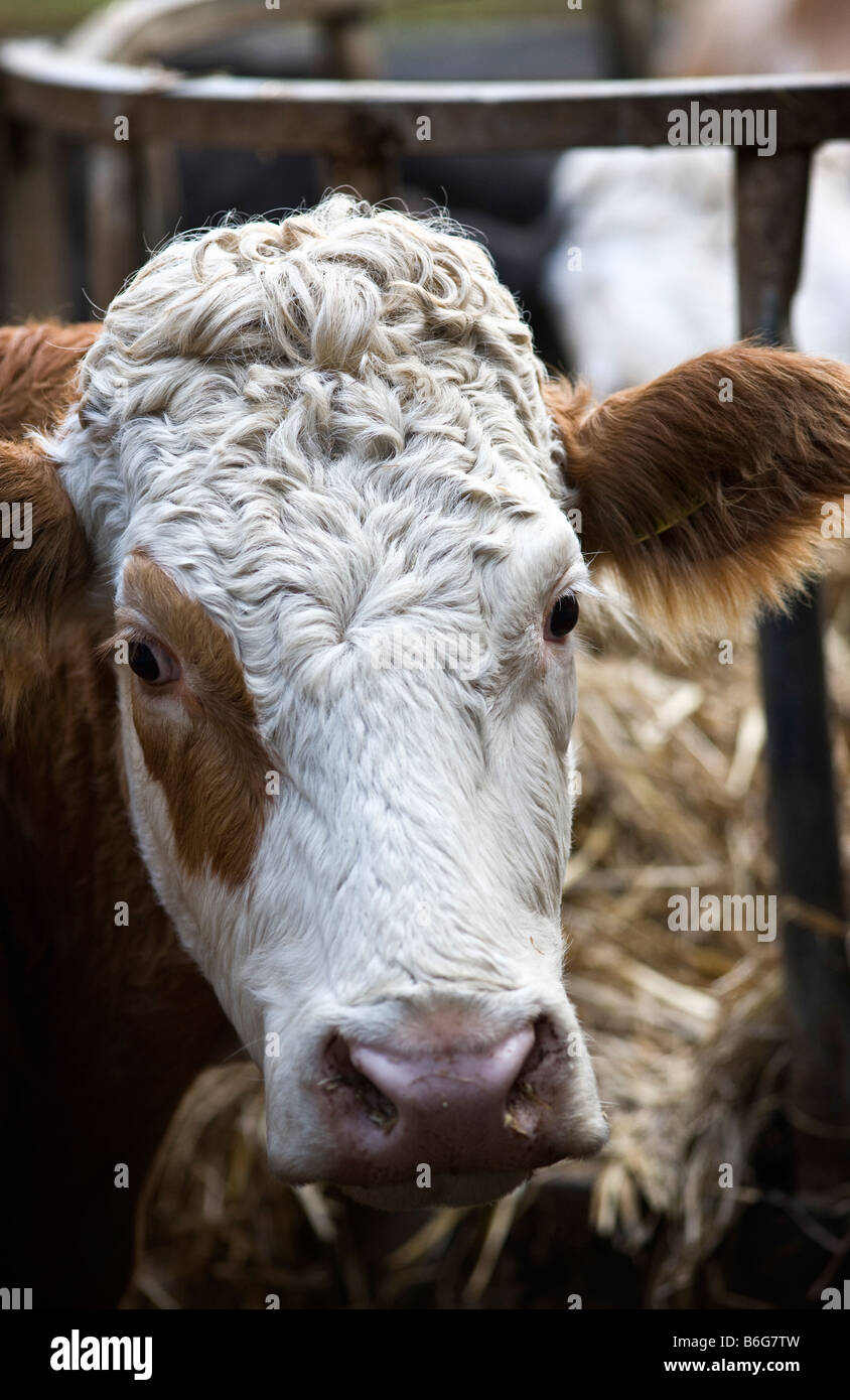 L'intérieur de la vache pour l'hiver Banque D'Images