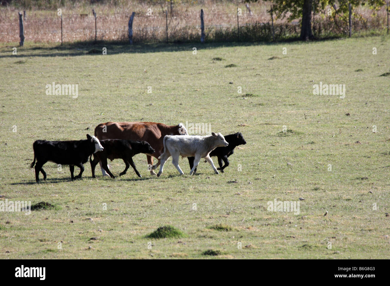 Le bétail s'exécutant dans un pâturage Texan Banque D'Images