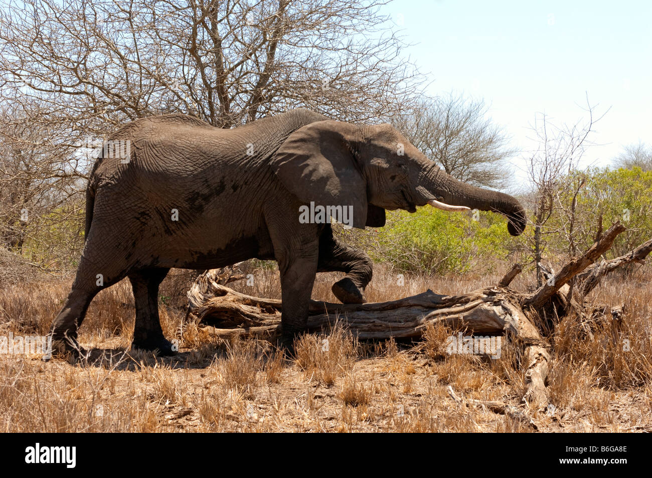 L'état sauvage des animaux Elefant elephant Loxodonta africana KRUGER NP sud-Afrika afrique du sud alimentation alimentation manger la poussière de la forêt de sable sable Banque D'Images