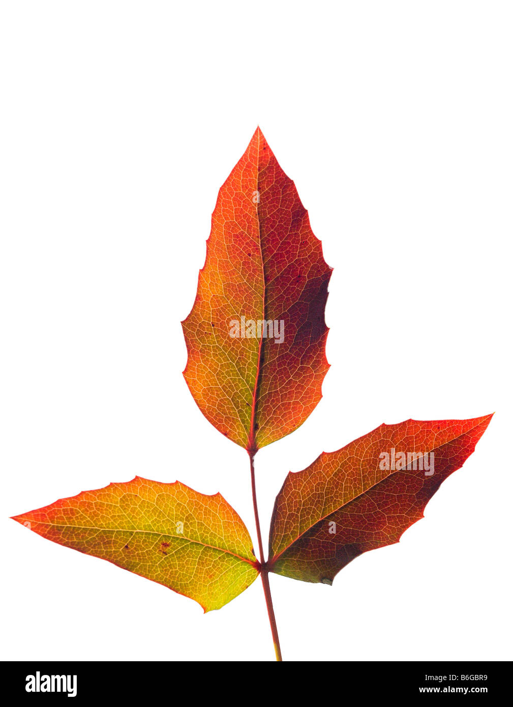 Feuilles d’automne Banque D'Images