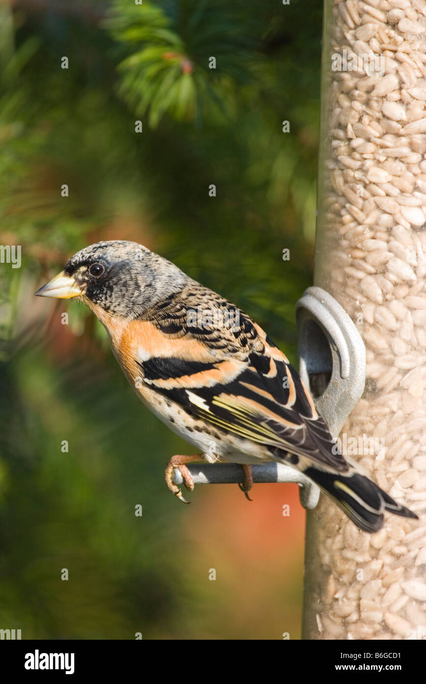 Pinson sur tournesol jardin convoyeur, England, UK Banque D'Images