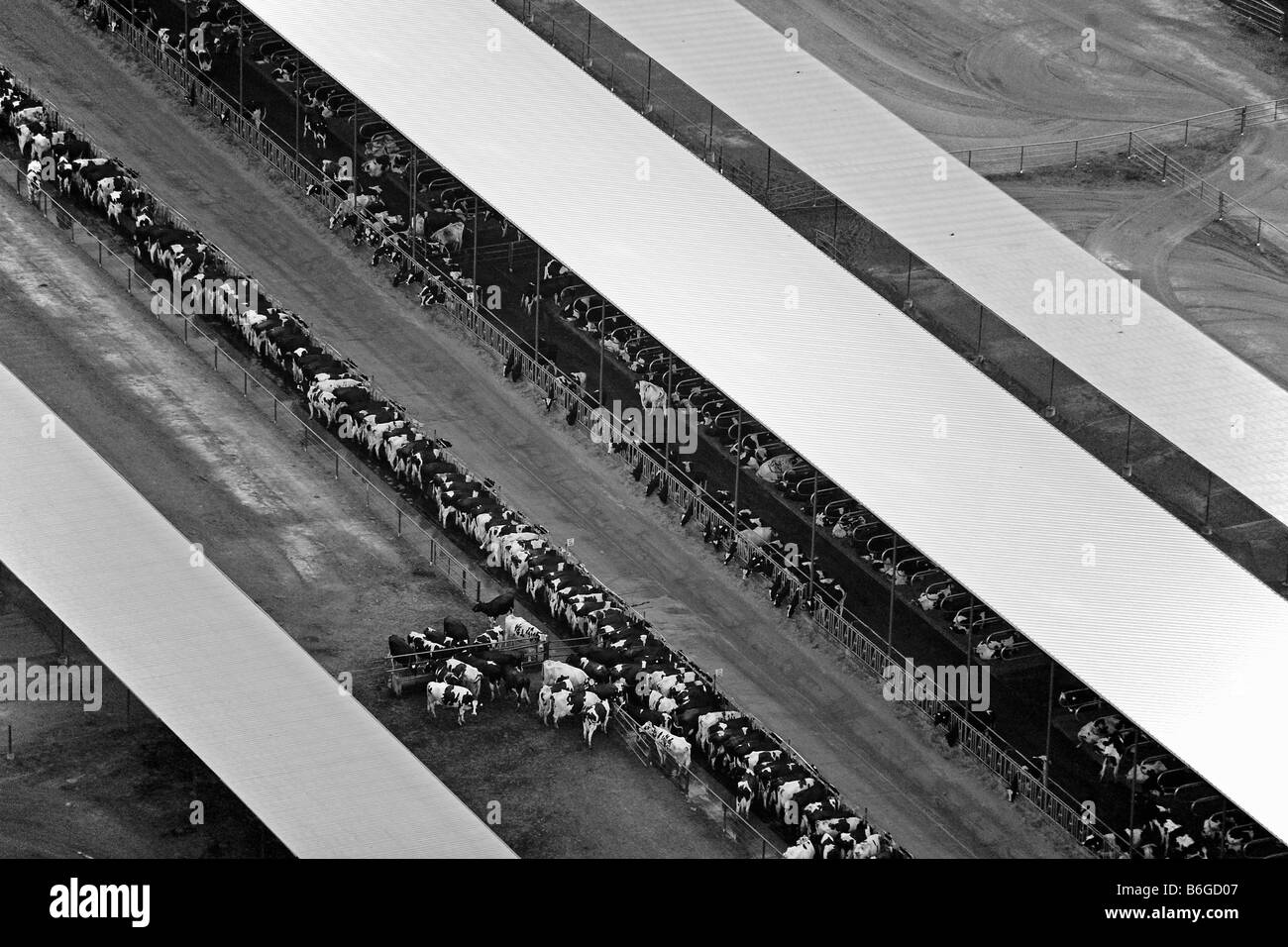 Vue aérienne au-dessus de la vallée centrale de Californie d'engraissement du bétail Banque D'Images