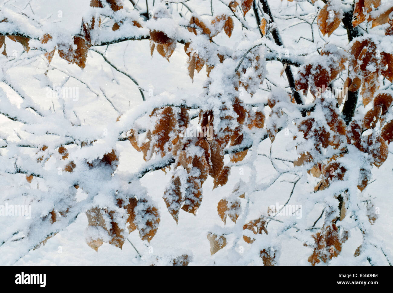 Une tempête de neige décore les feuilles persistantes d'un hêtre d'Amérique arbre. 9102 Banque D'Images