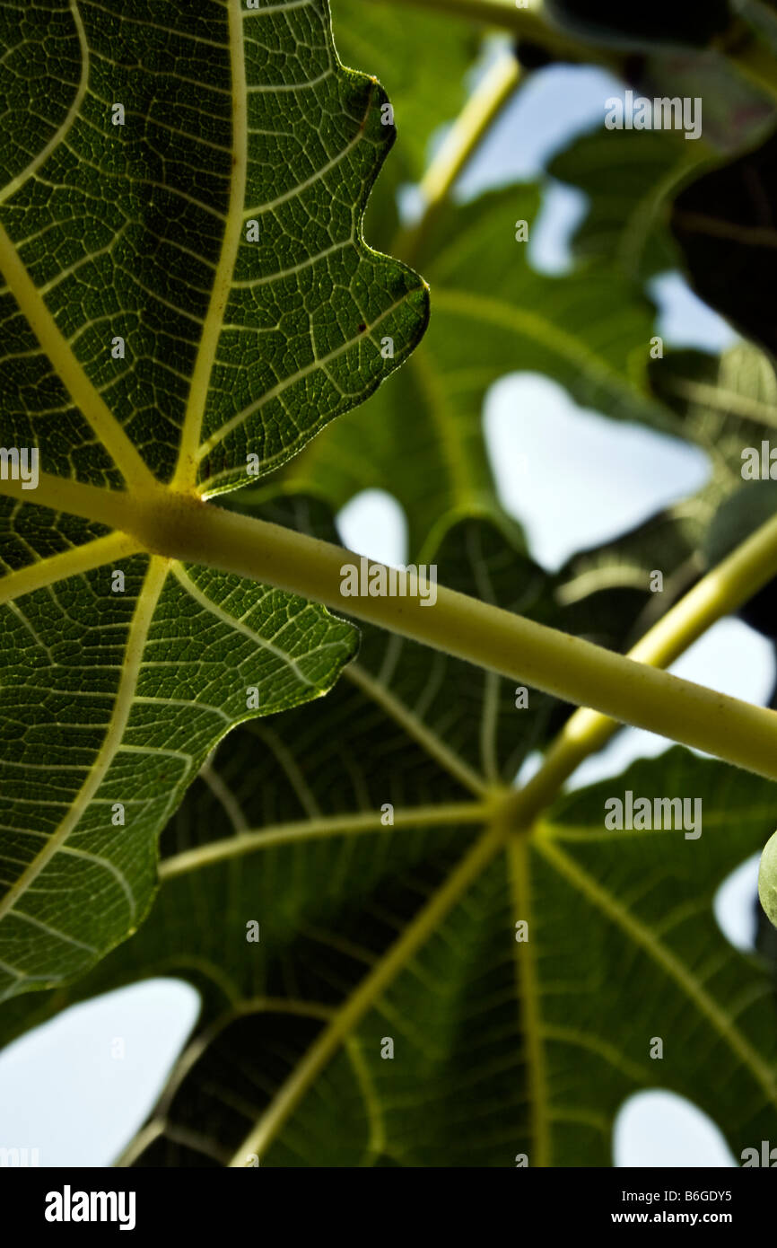 Feuilles de figuier (Ficus carica) Banque D'Images