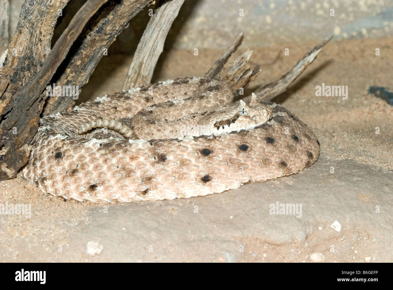 Sidwinder Crotalus cerastes Banque D'Images