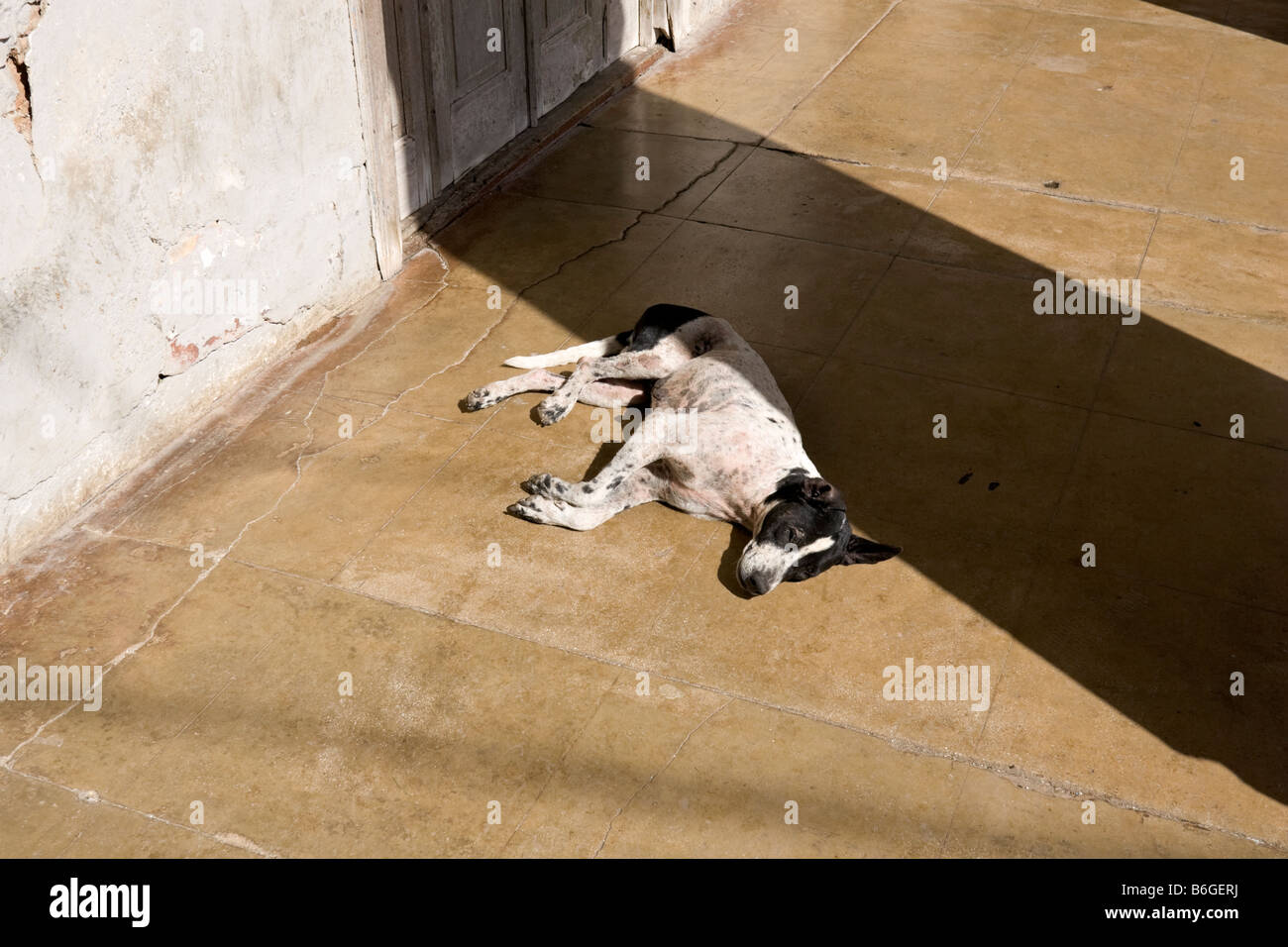 Un chien dort sur le trottoir. Cuba. Des Caraïbes. Banque D'Images