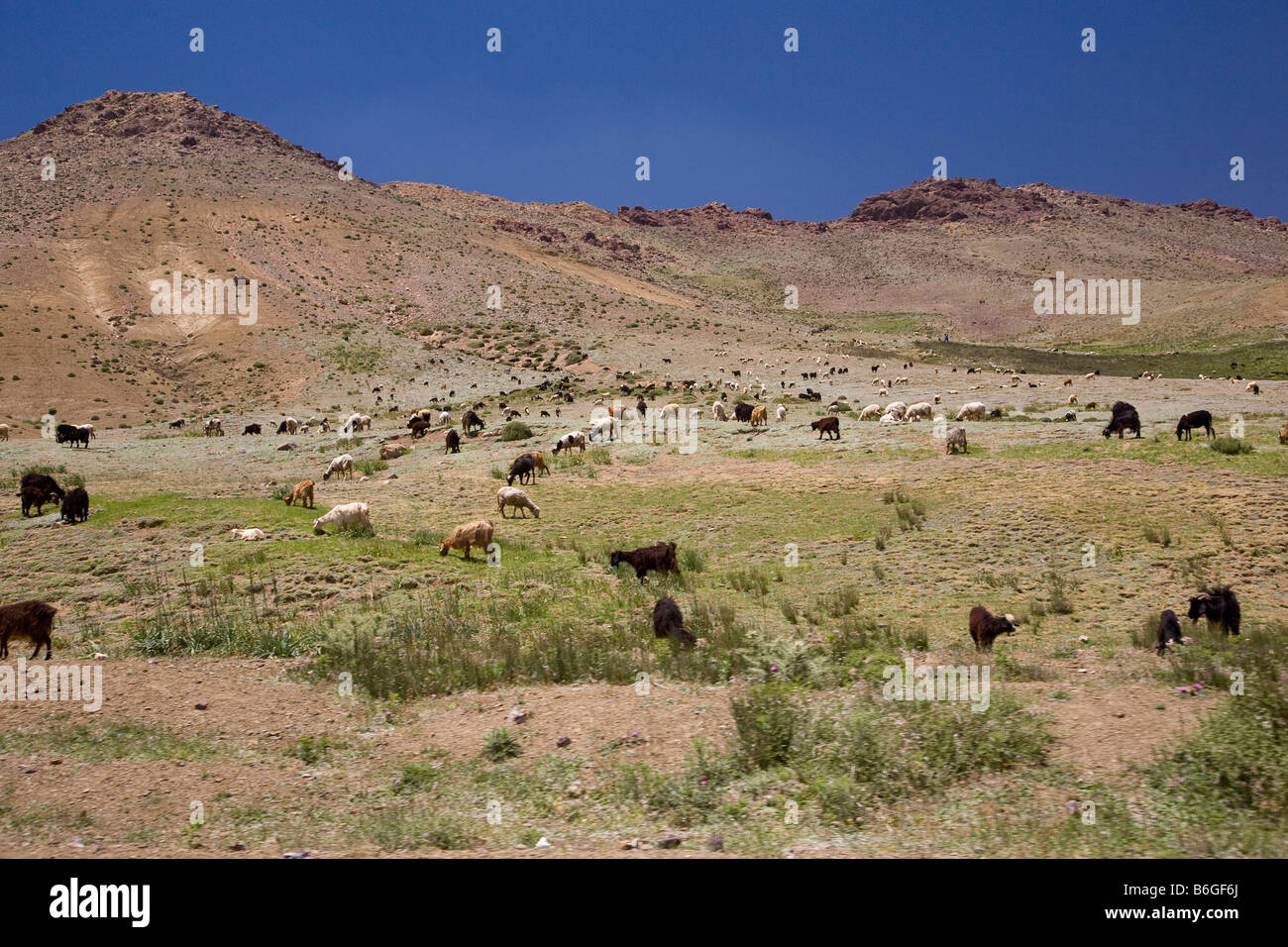 Le bétail broute dans un champ ouvert le long du Tizi n Tichka à travers les montagnes du Haut Atlas du Maroc. Banque D'Images