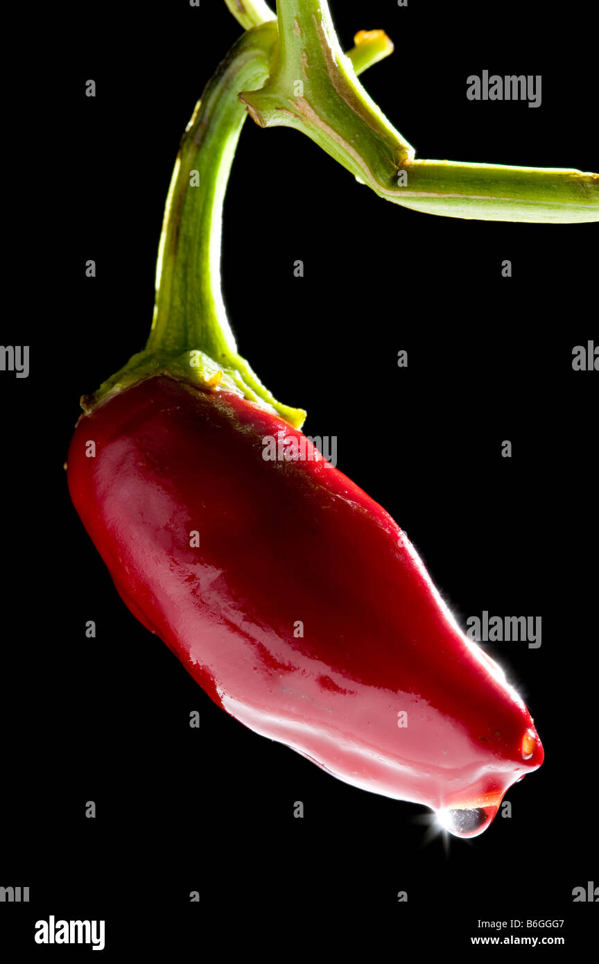 Piment Jalapeno Banque D'Images