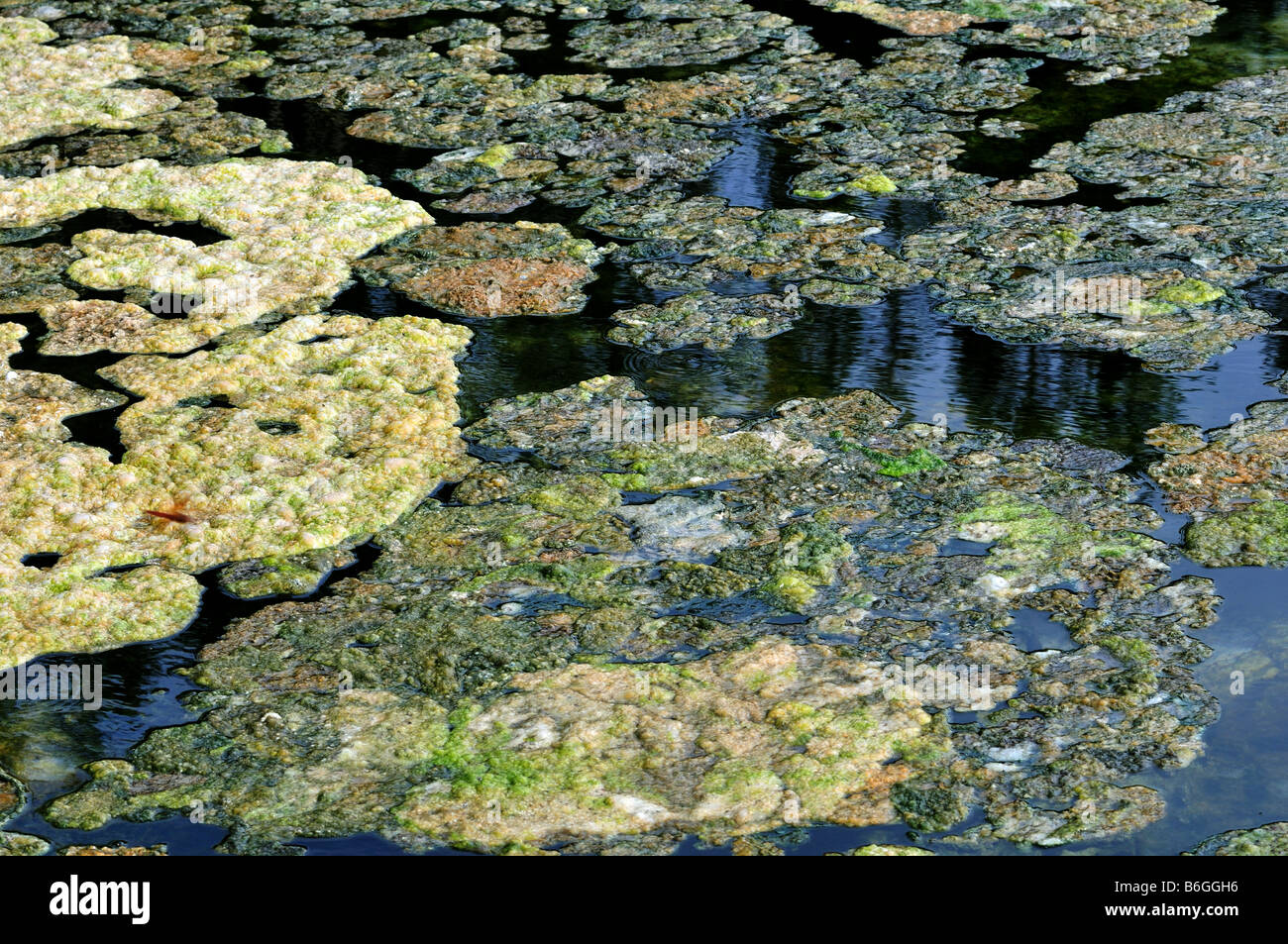Les bactéries thermophiles se développe à la surface d'une source d'eau chaude dans le Parc National de Yellowstone Banque D'Images