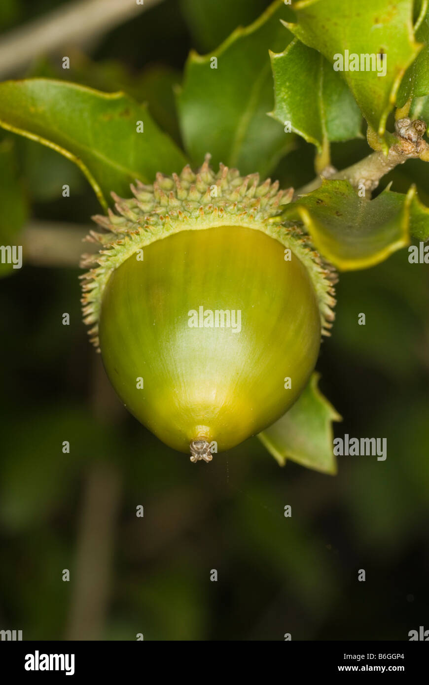 Vue détaillée d'un gland de chêne vert (Quercus ilex) Banque D'Images