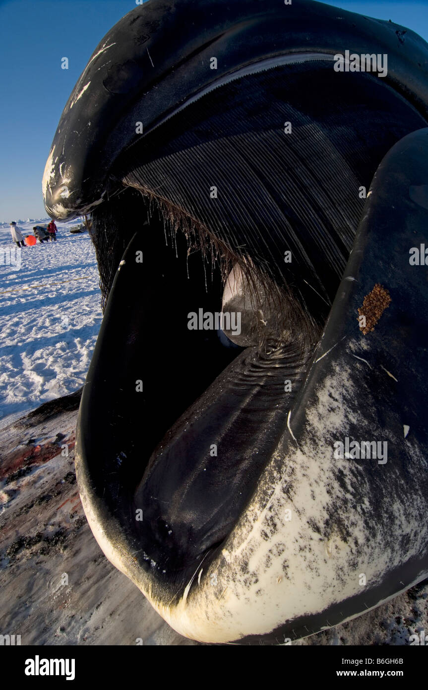 Bouche D Une Baleine Boreale Balaena Mysticetus Captures Par Les Baleiniers Inupiak En Alaska Arctique De La Mer De Chukchi Photo Stock Alamy